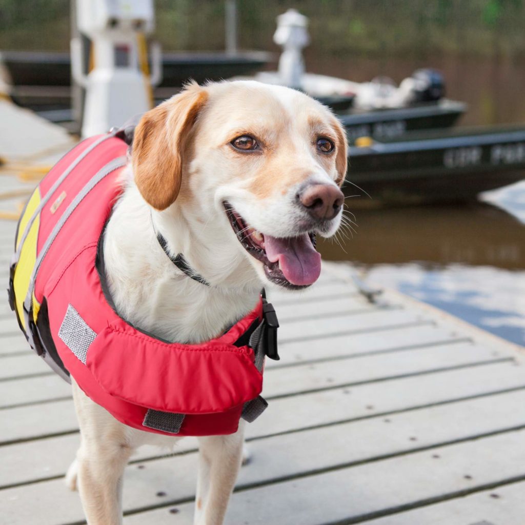 Schwimmweste Hund 3 top Modelle im Test 2021